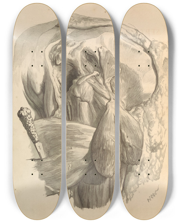 Triptych art skateboard deck of Gerard De Lairesse Anatomia Humani Corporis Pl074 by Gerard de Lairesse (1641-1711)