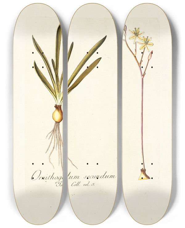 Triptych art skateboard deck of Nikolaus Joseph Freiherr Von Jacquin Ornithogalum Secundum by Nikolaus Joseph Freiherr Von Jacquin (1727-1817)