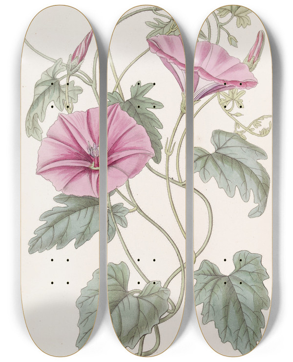 Triptych art skateboard deck of Sydenham Edwards The Italian Bindweed by Sydenham Edwards (1768-1819)