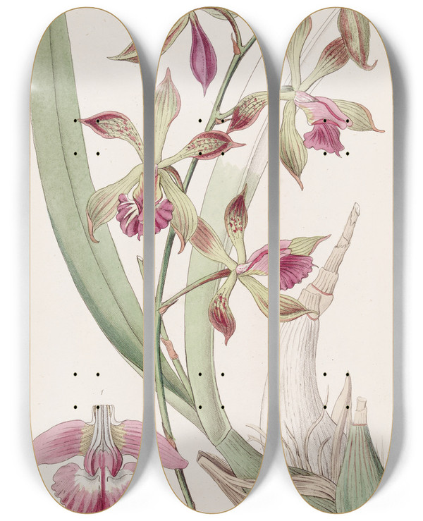Triptych art skateboard deck of Sydenham Edwards Plaitedlipped Epidendrum by Sydenham Edwards (1768-1819)