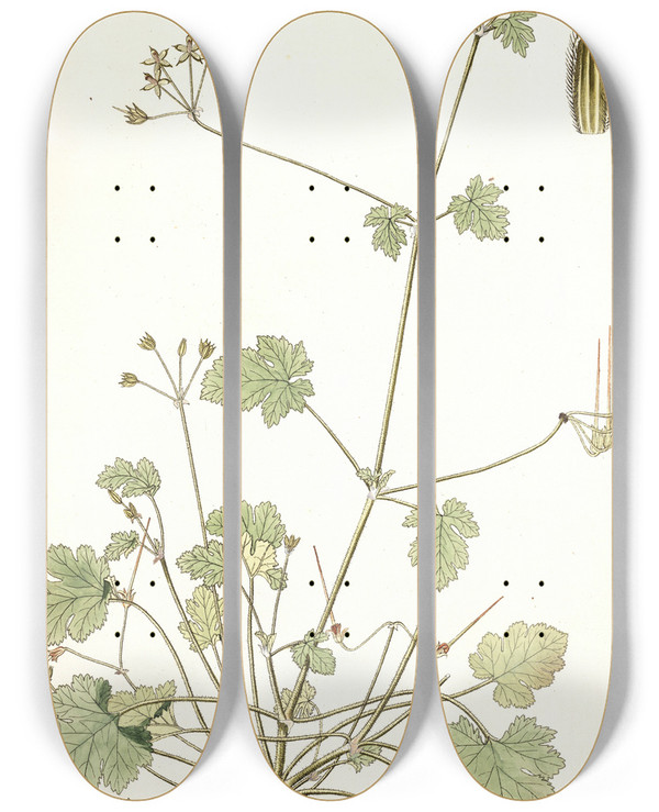 Triptych art skateboard deck of Nikolaus Joseph Freiherr Von Jacquin Erodium Ribifolium by Nikolaus Joseph Freiherr Von Jacquin (1727-1817)