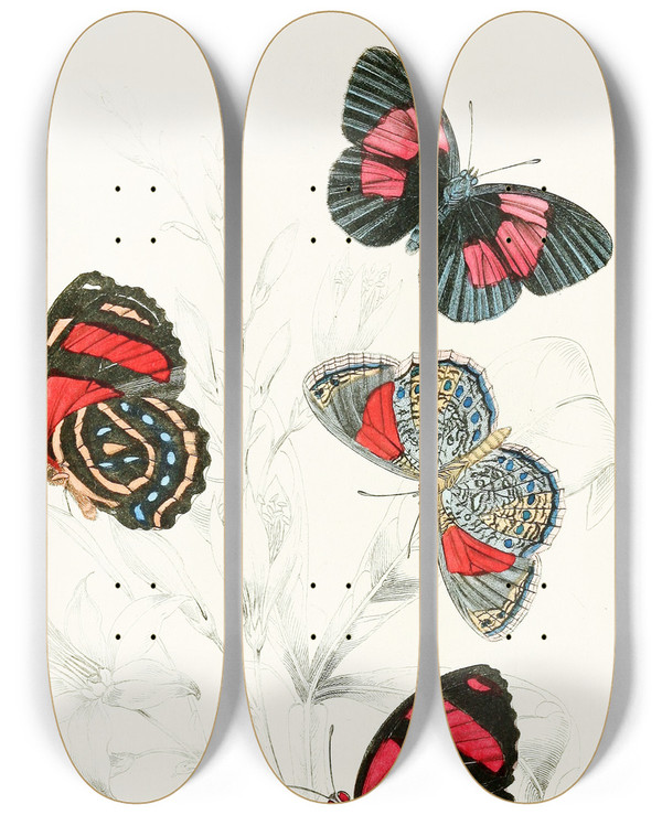 Triptych art skateboard deck of James Duncan Catagramma Condomanus Catagramma Pyramus by James Duncan (1806-1881)