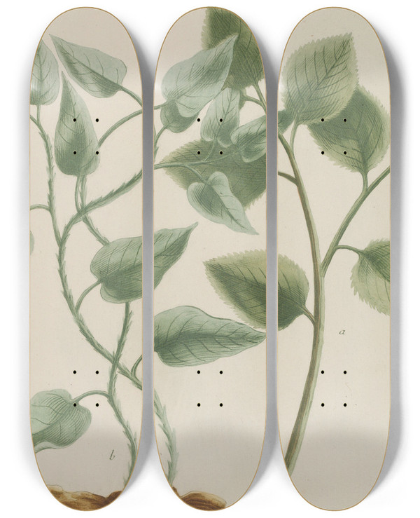 Triptych art skateboard deck of Johann Wilhelm Weinmann Phytanthoza Iconographia Pl090 by Johann Wilhelm Weinmann (1683-1741)