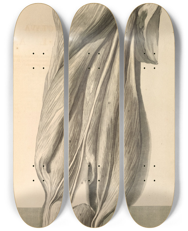 Triptych art skateboard deck of Gerard De Lairesse Anatomia Humani Corporis Pl079 by Gerard de Lairesse (1641-1711)