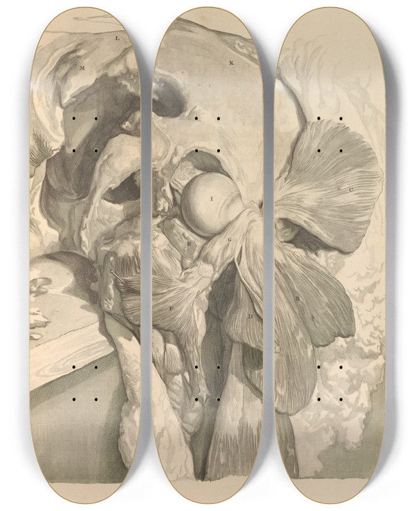 Triptych art skateboard deck of Gerard De Lairesse Anatomia Humani Corporis Pl075 by Gerard de Lairesse (1641-1711)