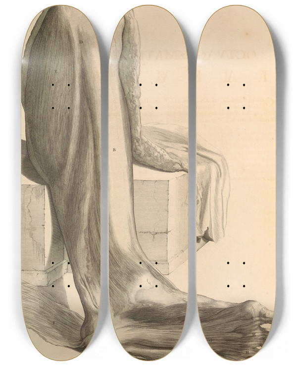 Triptych art skateboard deck of Gerard De Lairesse Anatomia Humani Corporis Pl084 by Gerard de Lairesse (1641-1711)