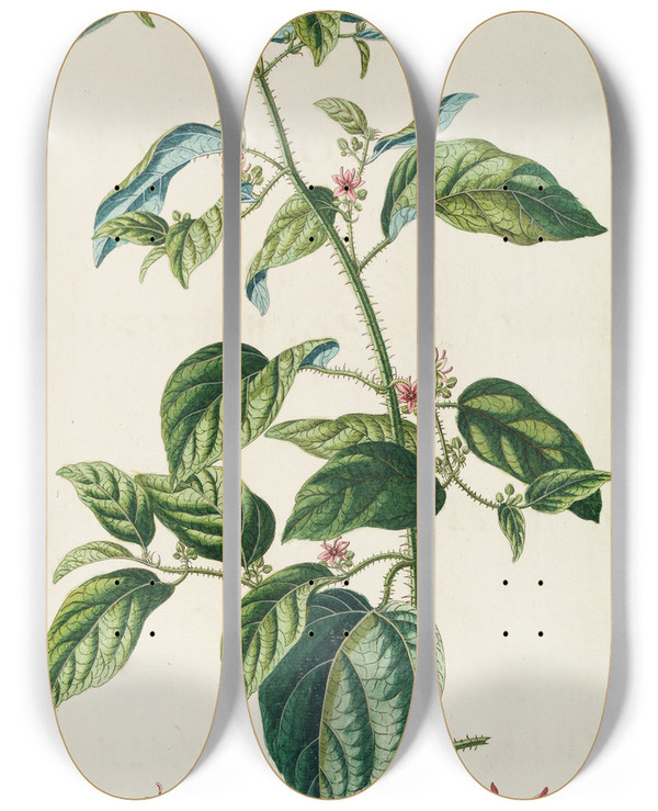 Triptych art skateboard deck of Georg Dionysius Ehret Byttneria by Georg Dionysius Ehret (1708-1770)