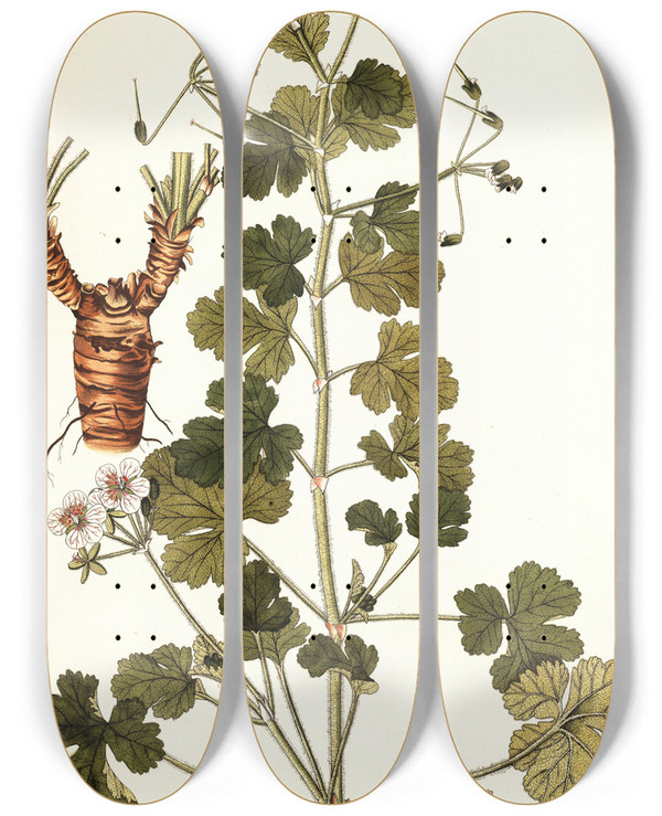 Triptych art skateboard deck of Nikolaus Joseph Freiherr Von Jacquin Erodium Trilobatum by Nikolaus Joseph Freiherr Von Jacquin (1727-1817)