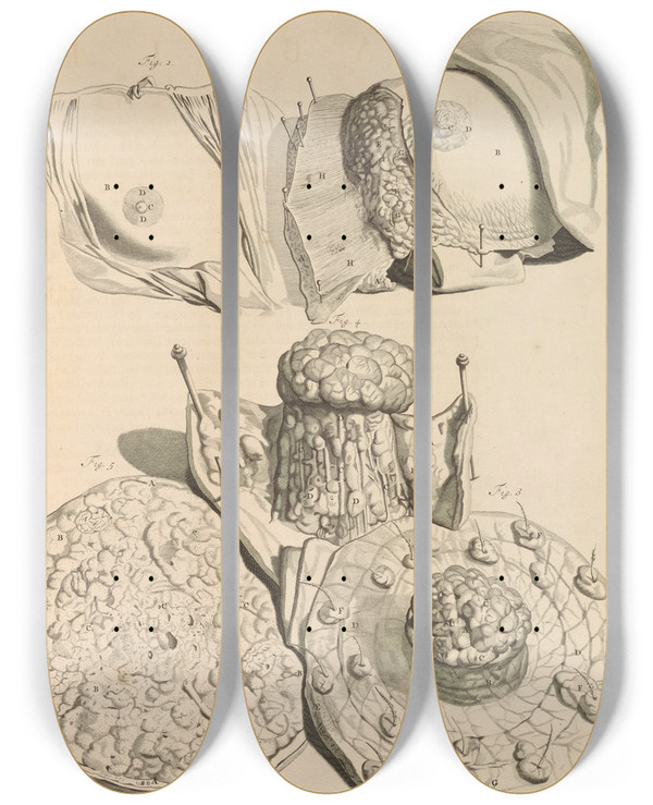 Triptych art skateboard deck of Gerard De Lairesse Anatomia Humani Corporis Pl020 by Gerard de Lairesse (1641-1711)