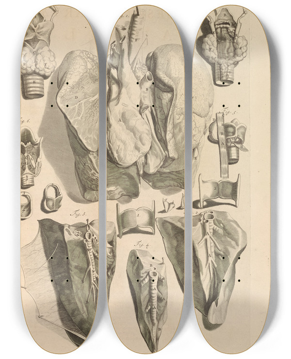 Triptych art skateboard deck of Gerard De Lairesse Anatomia Humani Corporis Pl025 by Gerard de Lairesse (1641-1711)