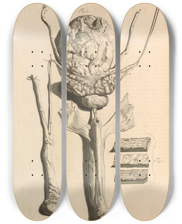 Triptych art skateboard deck of Gerard De Lairesse Anatomia Humani Corporis Pl045 by Gerard de Lairesse (1641-1711)
