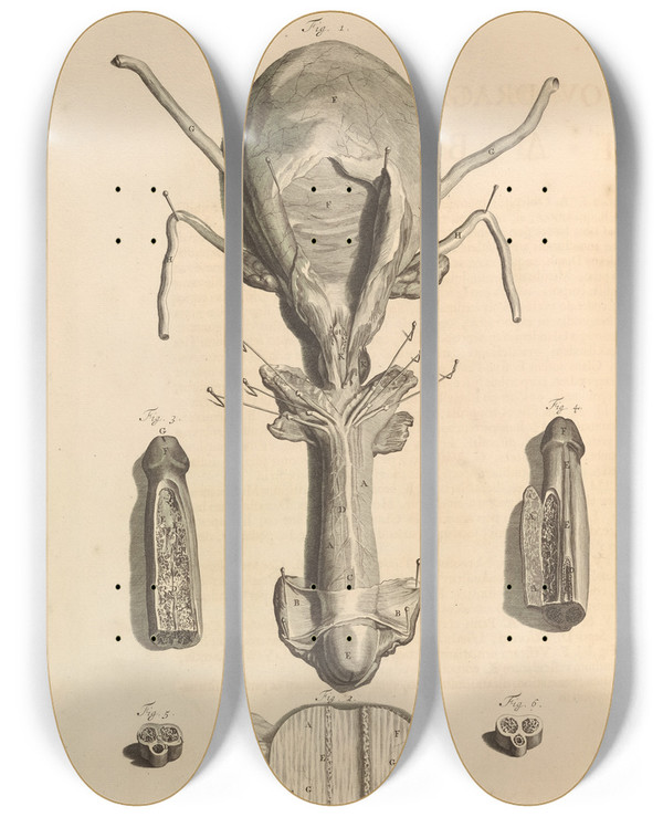 Triptych art skateboard deck of Gerard De Lairesse Anatomia Humani Corporis Pl049 by Gerard de Lairesse (1641-1711)