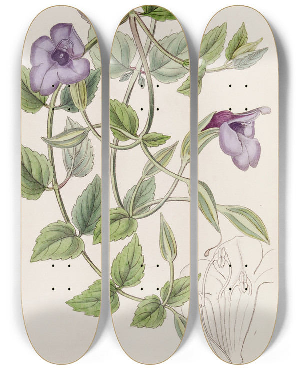 Triptych art skateboard deck of Sydenham Edwards Spotless Violet Torenia by Sydenham Edwards (1768-1819)