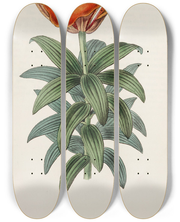 Triptych art skateboard deck of Sydenham Edwards Bloodred Lily by Sydenham Edwards (1768-1819)