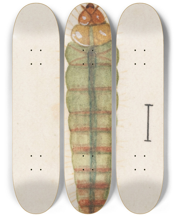 Triptych art skateboard deck of George Hudson Entomology Watercolour Pl063 by George Hudson (1867-1946)
