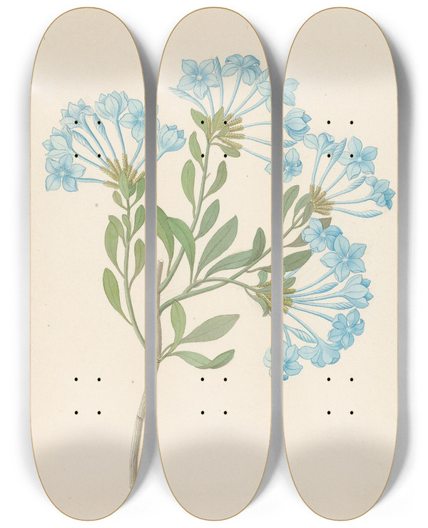 Triptych art skateboard deck of Clemenz Heinrich Wehdemann Plombago Capensis Plumbago Auriculata by Clemenz Heinrich Wehdemann (1762-1835)