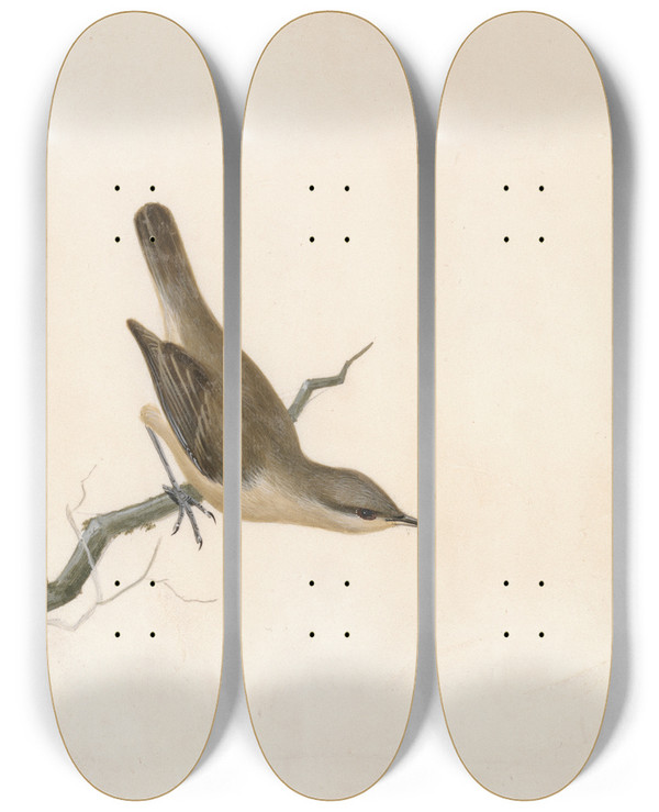 Triptych art skateboard deck of William Lewin Warbler Reed Wren by William Lewin