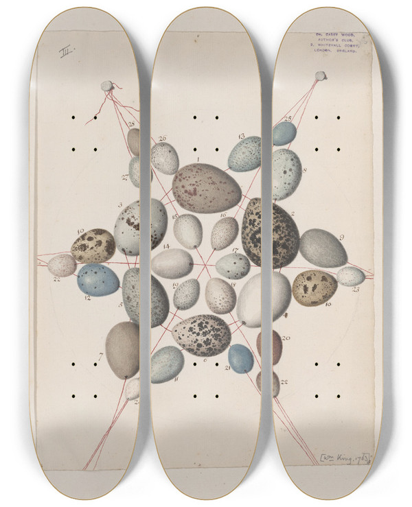 Triptych art skateboard deck of John William Lewin Original Watercolour Drawings Of Birds And Eggs Pl41 by John William Lewin (1770-1819)