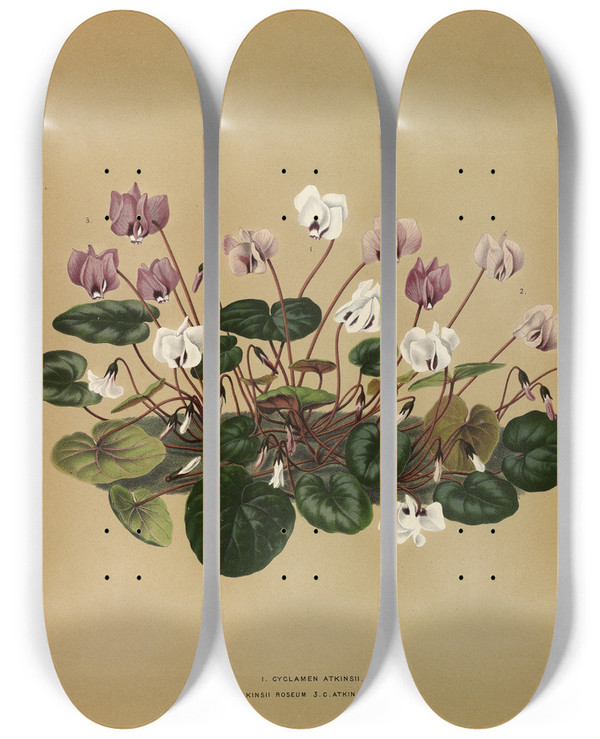 Triptych art skateboard deck of Arentina Hendrica Arendsen I Cyclamen Atkinsii 2C Atkinsii Roseum 3Catkinsii Purpureum by Arentina Hendrica Arendsen (1836-1915)