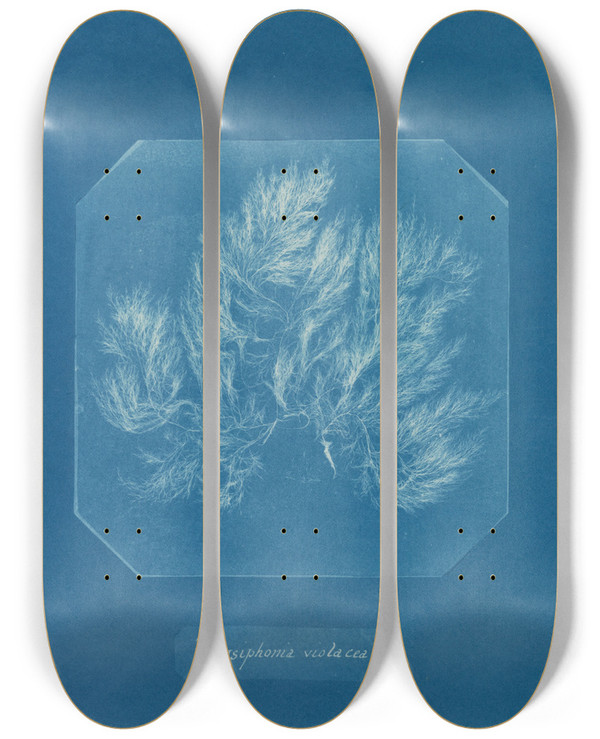 Triptych art skateboard deck of Anna Atkins Polysiphonia Violacea by Anna Atkins (1799-1871)