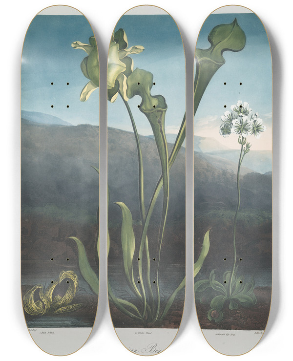 Triptych art skateboard deck of Robert John Thornton American Bog Plants I Fetid Pothos Ii Pitcher Plant Iii Venuss Fly Trap by Robert John Thornton (1768-1837)