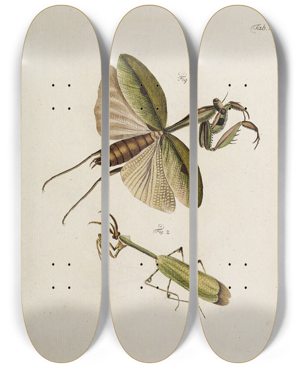 Triptych art skateboard deck of Johann Caspar Fuessli Archives De Lhistoire Des Insectes Pl45 by Johann Caspar Fuessli (1743-1786)