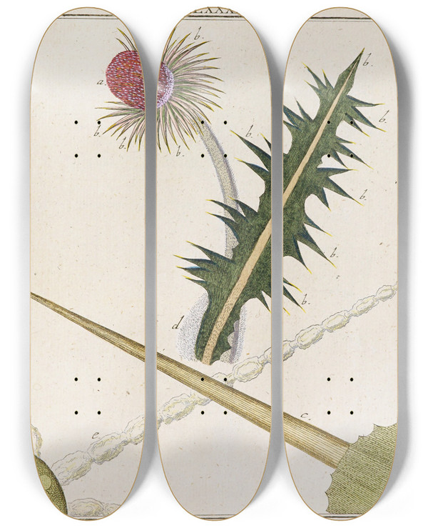 Triptych art skateboard deck of Martin Frobenius Ledermuller Amusement Microscopique Tant Pour Lesprit Que Pour Les Yeux Pl089 by Martin Frobenius Ledermu%Cc%88Ller (1719-1769)