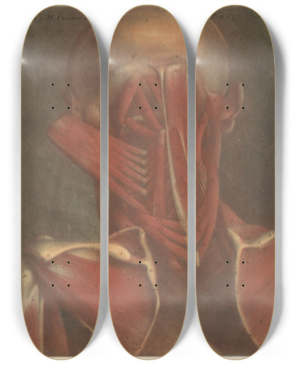 Triptych art skateboard deck of Jacques Fabien Gautier Dagoty Male Head Showing The Muscles Of The Back Of The Head Neck And Shoulder Blades_1 by Jacques Fabien Gautier d'Agoty (1711-1786)