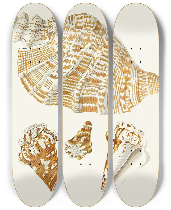 Triptych art skateboard deck of Heinrich Carl Kster Die Flugelschnecken Strombea Pl26 by Heinrich Carl Kuster (1807-1876)
