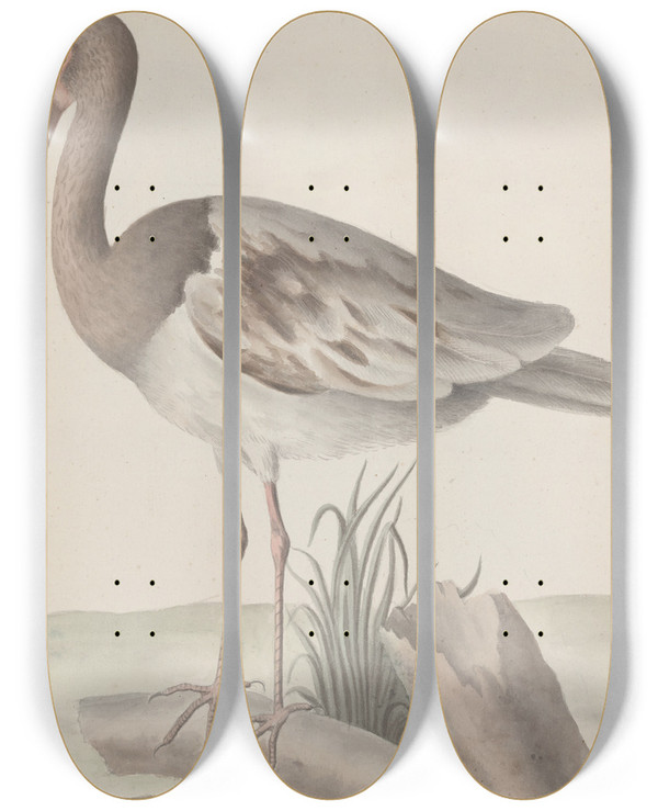 Triptych art skateboard deck of Ren De Rabi Natural History Of Saint Domingue Pl047 by Ren de Rabi (1700-1785)