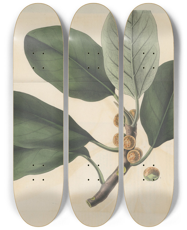 Triptych art skateboard deck of William Jackson Hooker Ficus Coriacea by William Jackson Hooker (1785-1865)