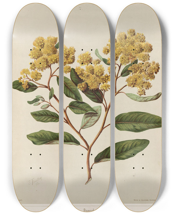 Triptych art skateboard deck of Sarah Featon Kumarahou Pomaderris Elliptica Plate 20 by Sarah Featon (1848-1927)