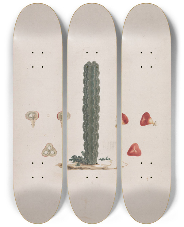 Triptych art skateboard deck of Luigi Balugani Euphorbia Abyssinica Jf Gmel Ethiopian Treespurge 2 by Luigi Balugani (1737-1770)