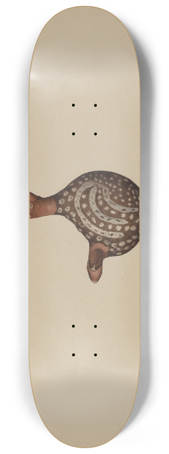 Aaron Fastovsky - Earthenware Bird 8.25 inch art skate deck