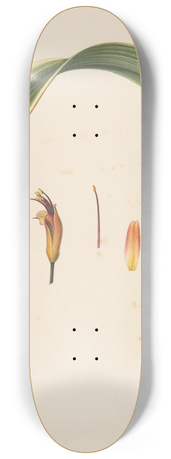 Abraham Jacobus Wendel - Studie van een blad en een bloem 8.25 inch art skate deck