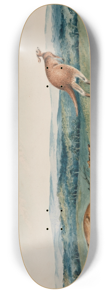 Adam Gustavus Ball - Dog chasing a kangaroo 8.25 inch art skate deck