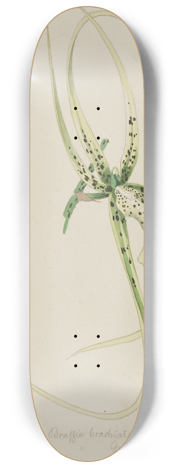 Adolf Schrdter  - Orchidee Brassia Brachiata (Guatemala) 8.25 inch art skate deck