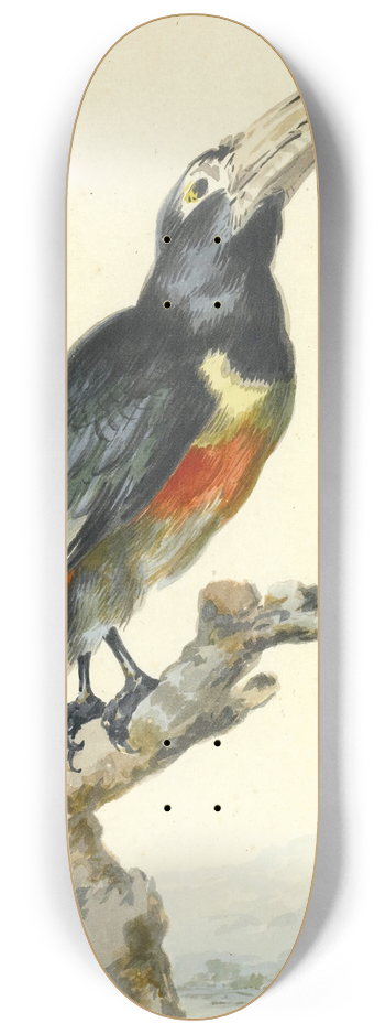 Aert Schouman - A Toucan (Pteroglossus Aracari) On A Branch 8.25 inch art skate deck