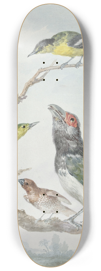 Aert Schouman - Four Different Birds on a Branch 8.25 inch art skate deck