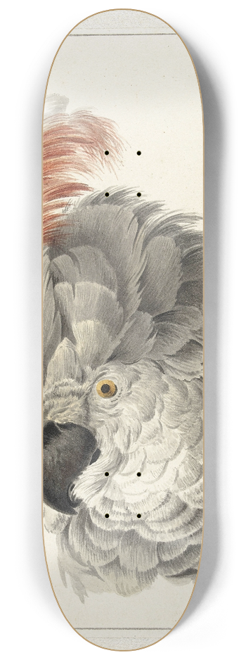 Aert Schouman - Kop van een kaketoe 8.25 inch art skate deck
