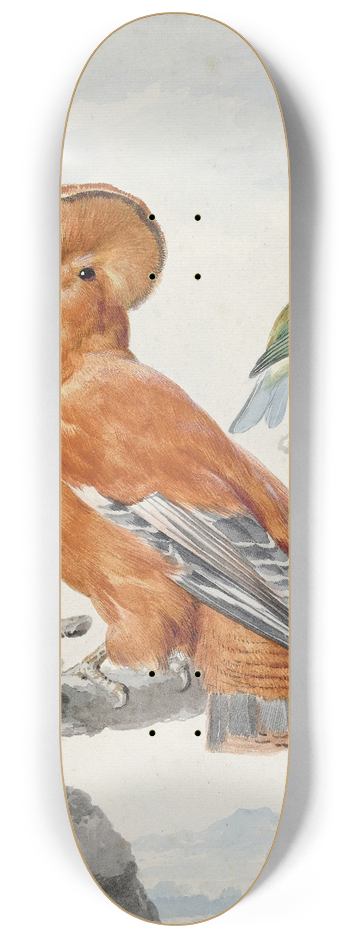 Aert Schouman - Two Exotic Birds 8.25 inch art skate deck