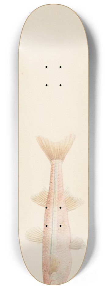 Frank Edward Clarke - Athennidae (Tas) 8.25 inch art skate deck