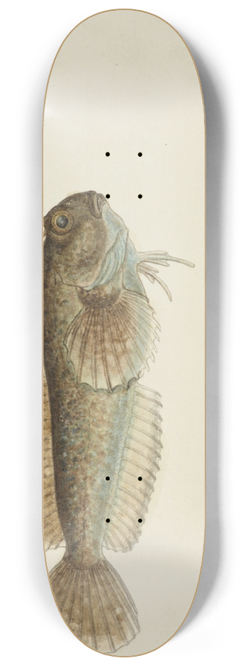 Frank Edward Clarke - Blenniidae (Tas) : Blenny 8.25 inch art skate deck