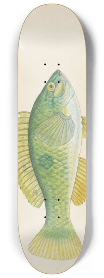 Frank Edward Clarke - Notolabrus celidotus (NZ) : Wrasse 8.25 inch art skate deck
