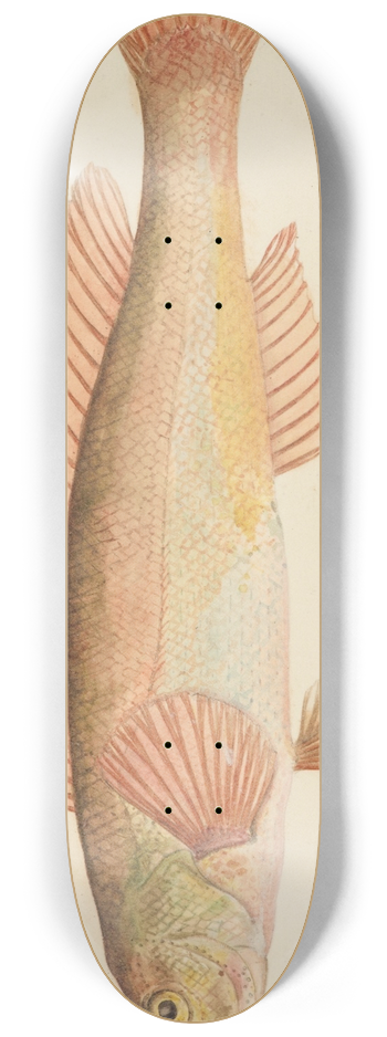 Frank Edward Clarke - Unknown (Tas) 8.25 inch art skate deck