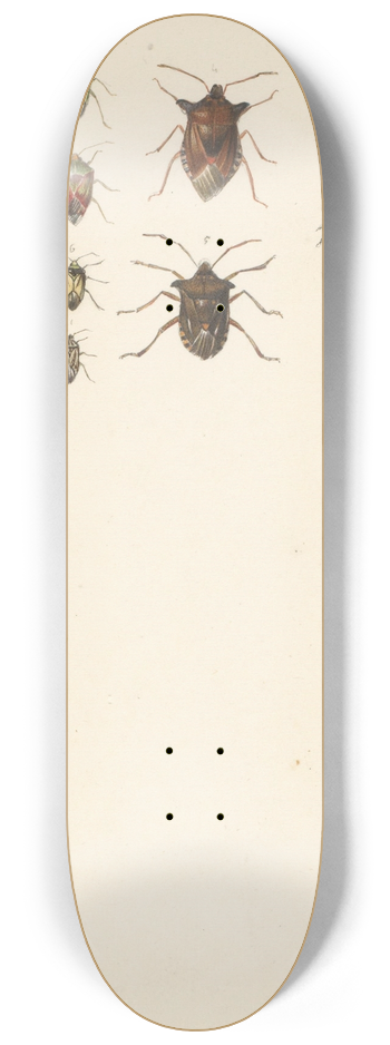 Albertus Steenbergen - Studieblad met elf verschillende kevers 8.25 inch art skate deck