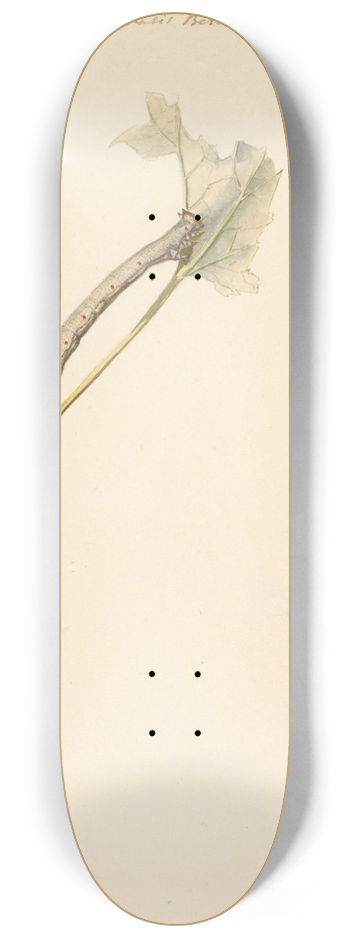 Albertus Steenbergen - Studieblad met rups, Amphidasis Betularia 8.25 inch art skate deck