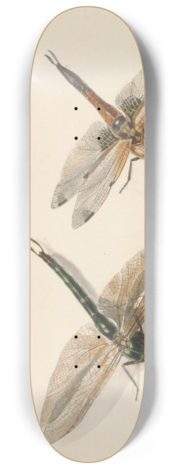 Albertus Steenbergen - Studie van twee libellen 8.25 inch art skate deck