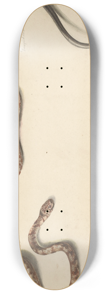 Albertus Steenbergen - Twee tropische slangen 8.25 inch art skate deck