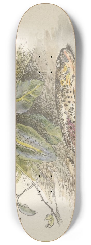 Alfred W. Cooper - The Burn (tail piece) 8.25 inch art skate deck